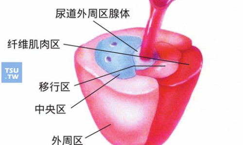 半夏根部图片-半夏的根图片网 - 为你提供半夏的根是什么样的、半夏的药用价值是根还是叶