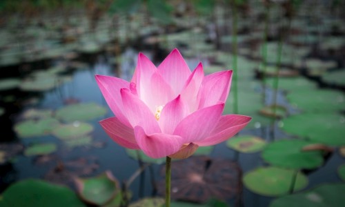 半夏的根长啥样-半夏的根图片网 - 为你提供半夏的根是什么样的、半夏的药用价值是根还是叶