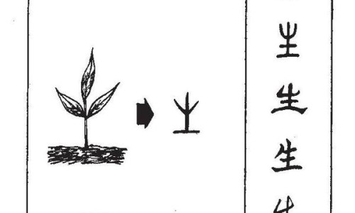 半夏根部图片-半夏的根图片网 - 为你提供半夏的根是什么样的、半夏的药用价值是根还是叶