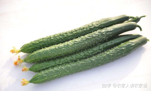 半夏的根图片网 - 为你提供半夏的根是什么样的、半夏的药用价值是根还是叶